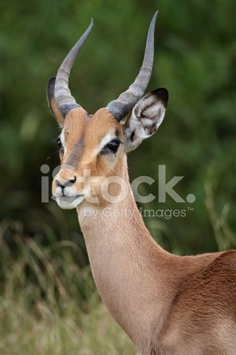 Impala Antelope Portrait Stock Photo | Royalty-Free | FreeImages