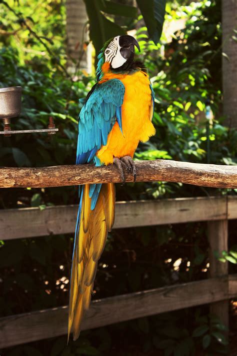 bird made it brighter took this at Sarasota jungle gardens | Sarasota ...