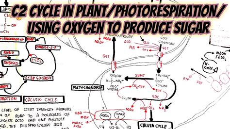 C2 Cycle In Plant/Photorespiration/Using Oxygen To Produce Sugar ...