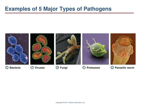 PPT - Infectious and Noninfectious Conditions PowerPoint Presentation ...