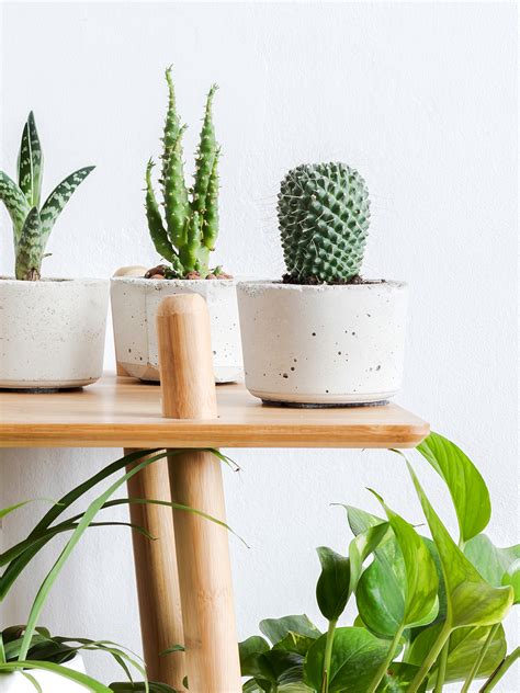 How to Propagate a Cactus, According to the Experts | domino