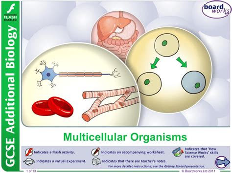 Multicellular Organisms