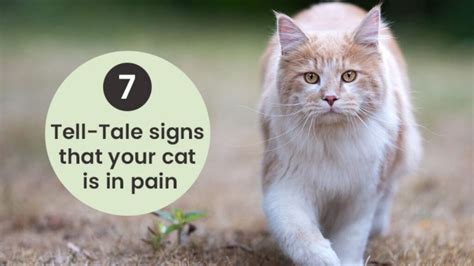 7 Tell-Tale Signs That Your Cat Is In Pain - The Kitty Expert