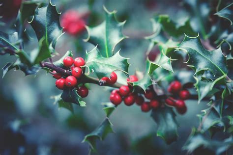 Red Berry Plant · Free Stock Photo