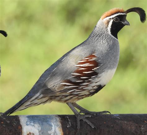 Gambels Quail (m) | Bird pictures, Bird photo, Animals