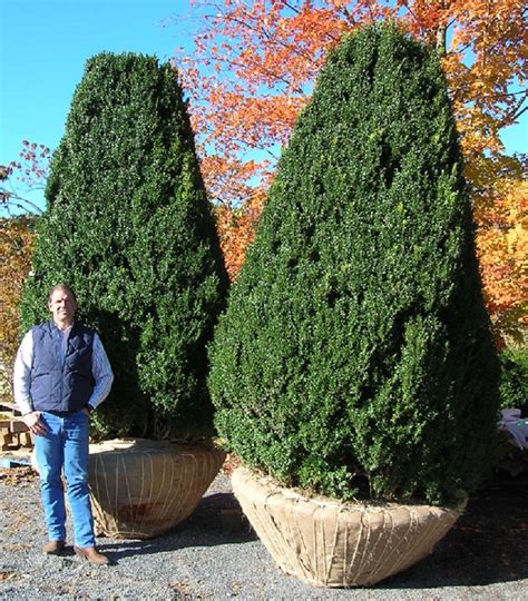 Buxus sempervirens - Hickory Hollow Nursery and Garden Center