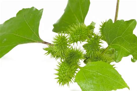 Cocklebur Isolated on White Background, Seeds are Medicinal. Stock ...