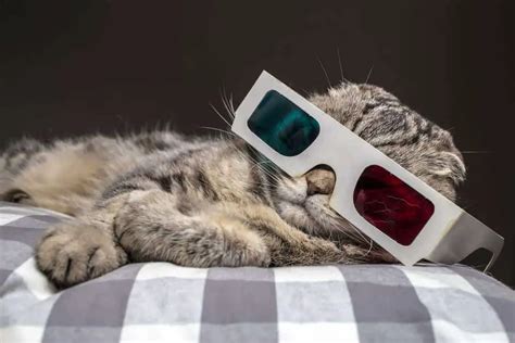 6 Cat Documentaries You Should Watch Right Meow