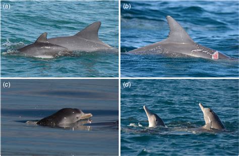 Representative photographs of (a) a newborn bottlenose dolphin in close ...