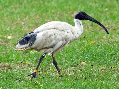 Birds of Australasia: IBIS