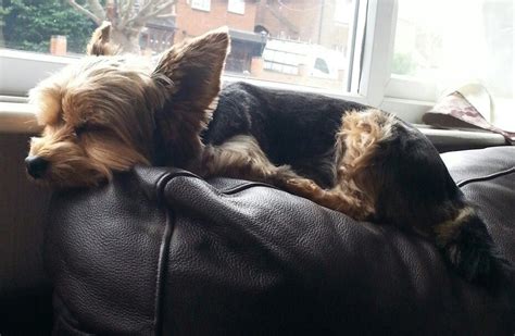 Sleeping | Yorkshire terrier, Yorkie, Pets