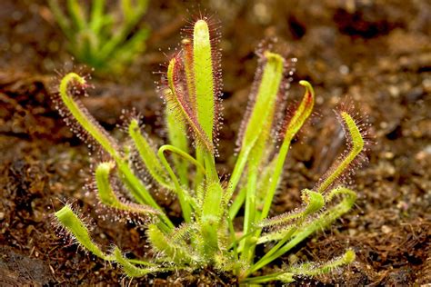 Sundew | Description, Habitat, Adaptations, & Facts | Britannica