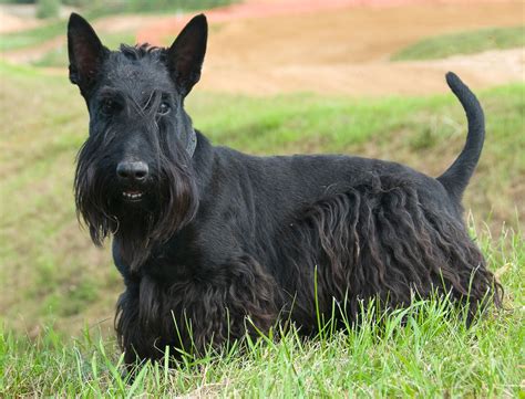 Scottish Terrier - Puppies, Rescue, Pictures, Information, Temperament ...