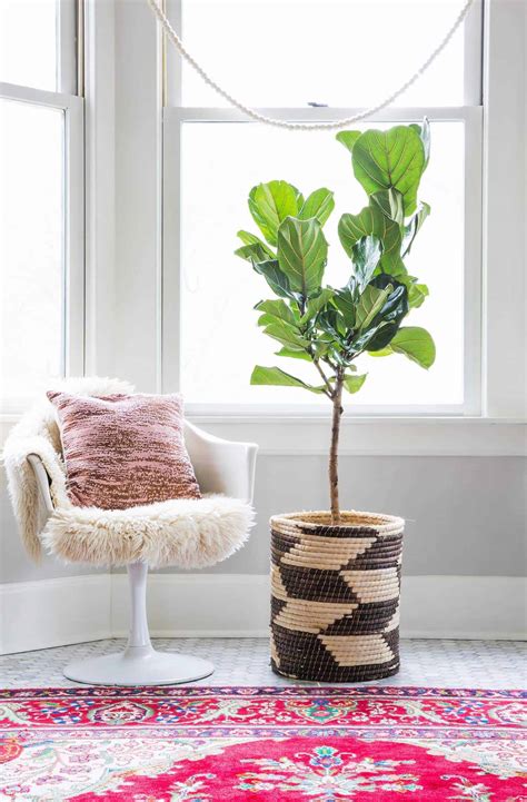 How to Care for Fiddle Leaf Figs - A Beautiful Mess