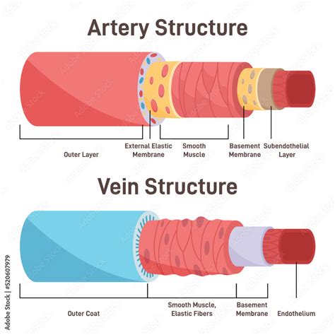 Artery vs vein structure. Anatomical differences of blood vessels ...