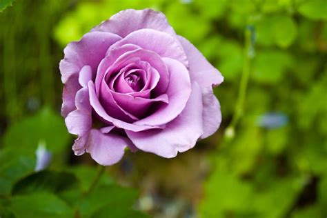 Purple roses: top 5 purple rose varieties - Plantura