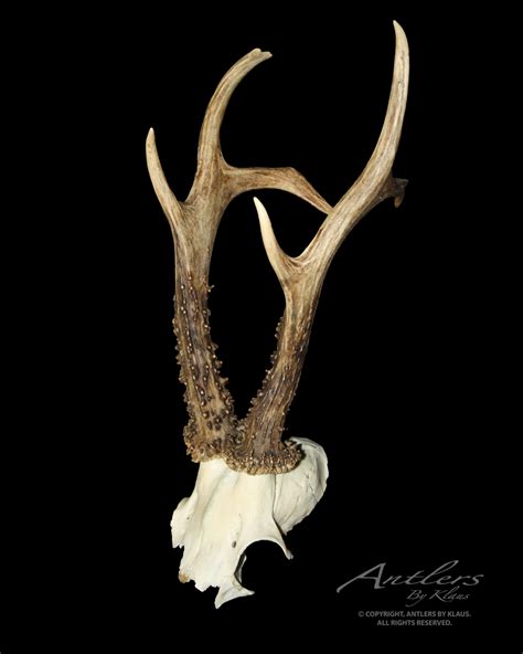 Roe Deer - Antlers by Klaus