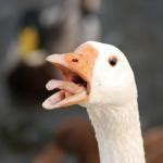 Angry Goose Meme Generator - Imgflip