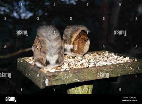 Japanese dwarf flying squirrel (Pteromys momonga) in Japan Stock Photo ...