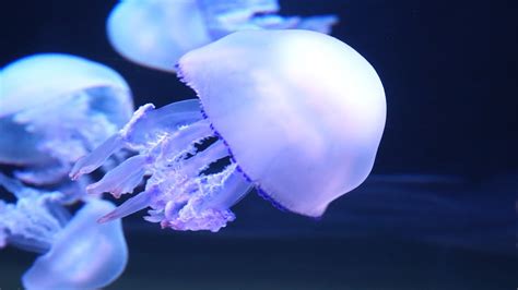 Jellyfish Feeding - YouTube