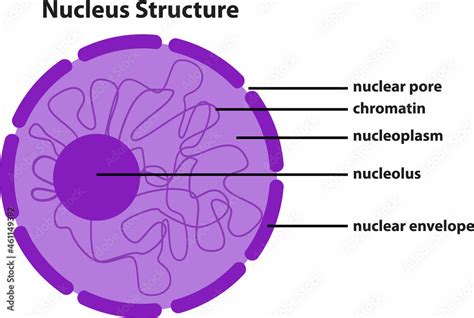 the diagram of Nucleus Structure Stock Vector | Adobe Stock