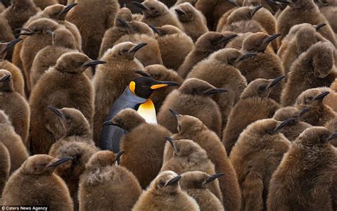 penguin tail - Google zoeken | Penguins, Animal photography, Animal ...