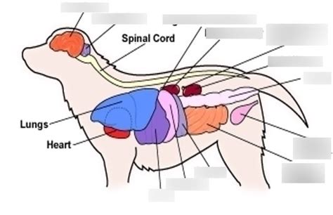 Dog Internal Anatomy - Anatomical Charts & Posters