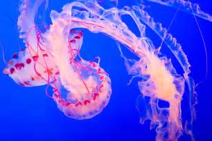 Carnivores and Super Predators: jellyfish pics