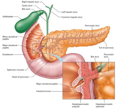 Gallbladder - Location and Function of Gallbladder