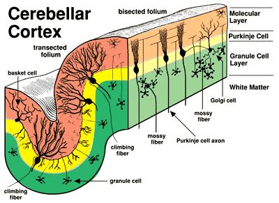 Purkinje Fibers Cerebellum