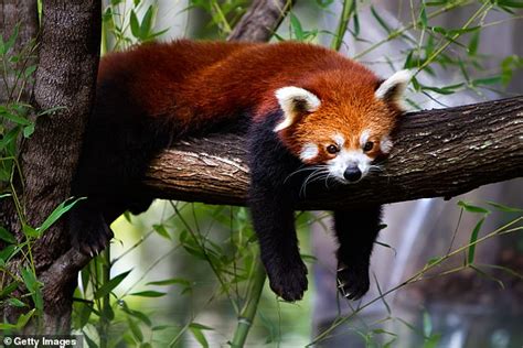 Newly discovered differences in red panda genes reveal there may ...