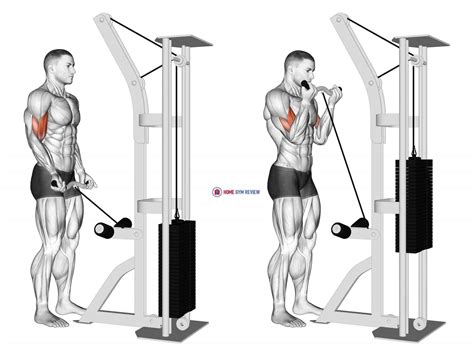 Bicep Curl Muscle Diagram