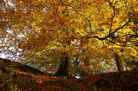 Beech Tree: Pictures, Photos, Images, Facts on Beech Trees