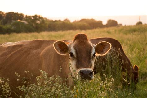 Grass-fed, Organic, Jersey Cow Photo Gallery - The Family Cow