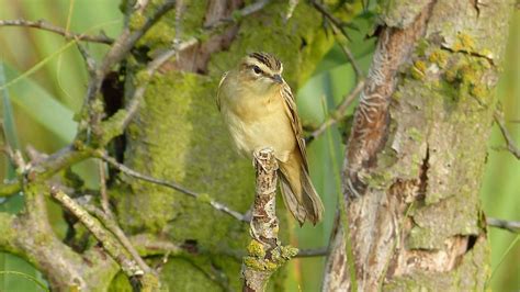 Sedge Warbler | MarkEisingBirding