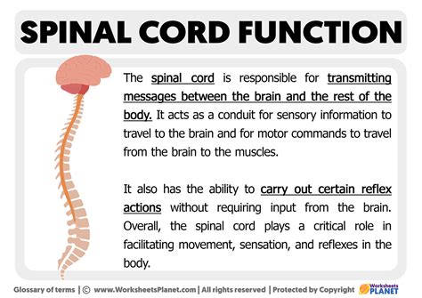 Functions Of The Spinal Cord