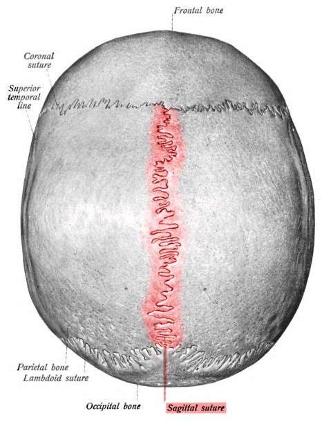 Sagittal Suture | Best Diagram Collection