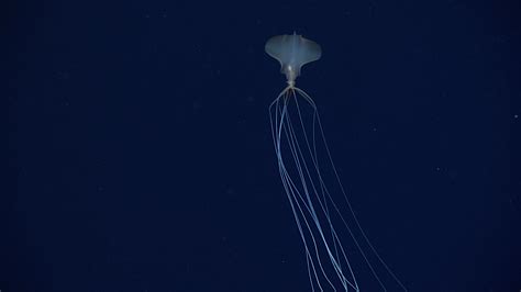 Bigfin Squid: Genus Magnapinna: Windows to the Deep 2021: Southeast U.S ...