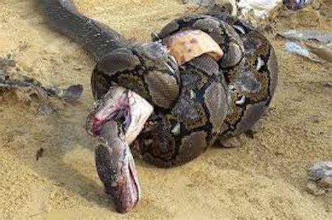 Black Mamba vs King cobra Fight- who is more venomous?