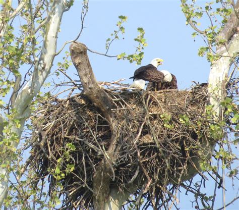 AMERICA’S FIRST BIRD: Angler reflects on saving bald eagle; TPWD ...