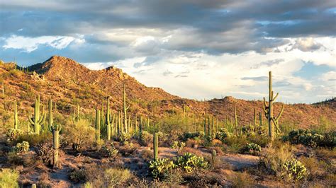 Saguaro National Park | Audubon