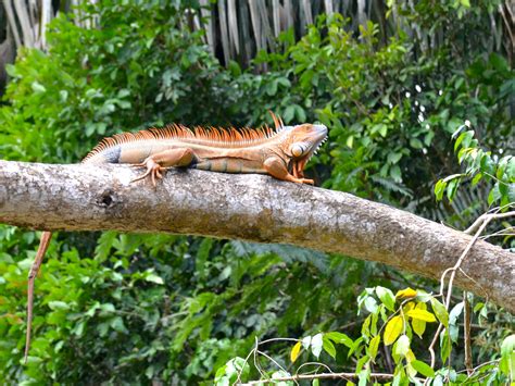 Costa Rica: Wonderful Wildlife | DesignDestinations