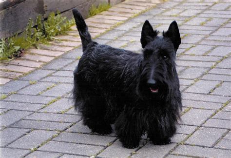 Scottish Terrier - Puppies, Rescue, Pictures, Information, Temperament ...