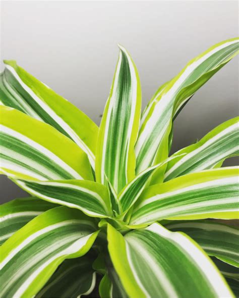 5 Indoor Plants For Beginners - Gardeninguru