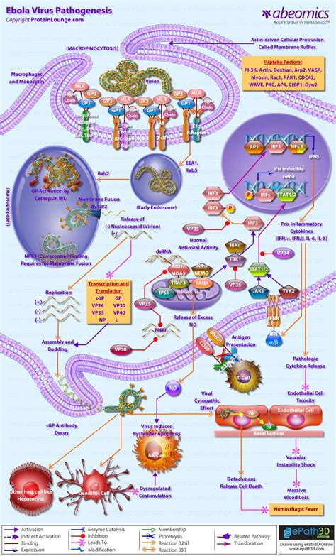 Ebola Virus Pathogenesis