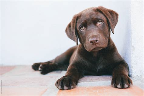 "Cute Chocolate Brown Labrador Puppy" by Stocksy Contributor "Juno ...