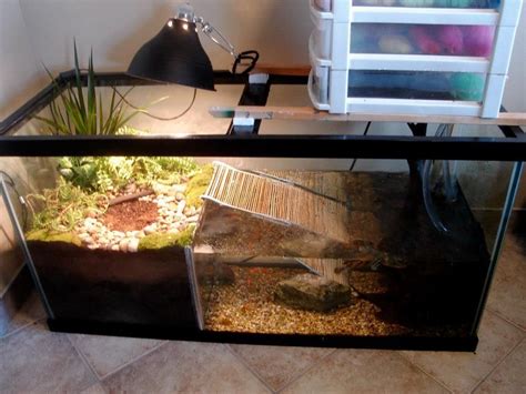 Pin by Ana Paula de Sá on Tartaruga | Turtle tank, Turtle terrarium ...