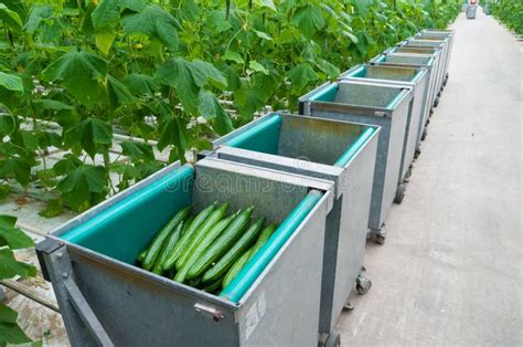 Cucumbers harvesting stock photo. Image of interior, farm - 56109540