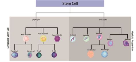 Humoral Immunity - The Definitive Guide | Biology Dictionary