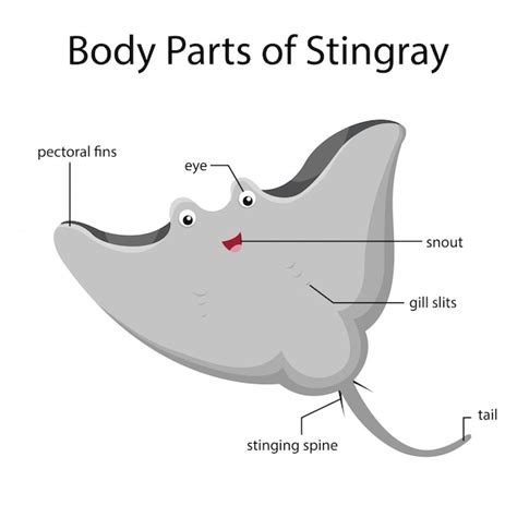 Premium Vector | Illustrator of body parts of stingray